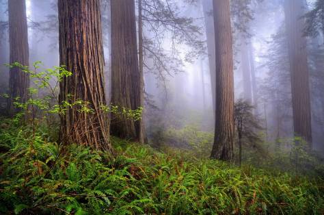 Redwood forest mist